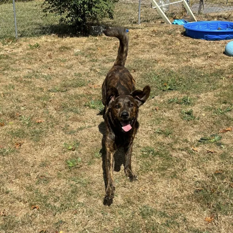 Oakleyrover thumbnail 4