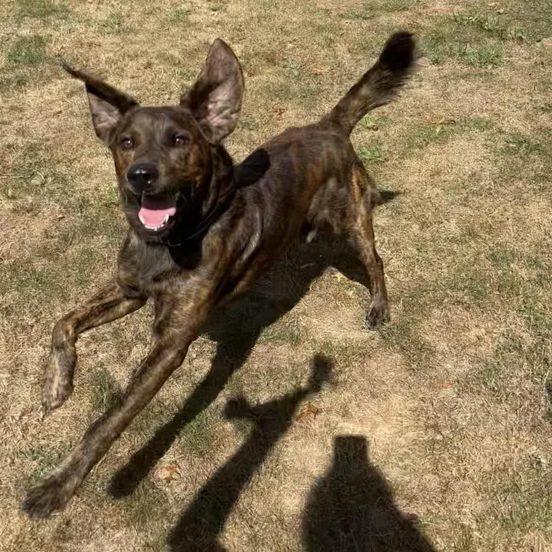 Oakleyrover thumbnail 6