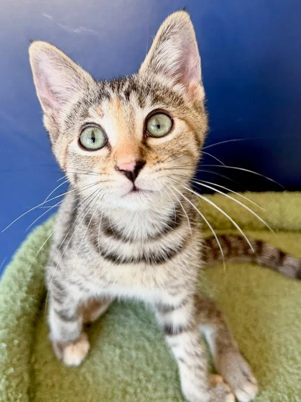 A baby small-sized female Domestic Short Hair cat named Emerald for adoption in Bonsall, CA