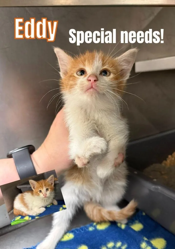 A young small-sized male Domestic Medium Hair cat named Eddy for adoption in Bossier City, LA