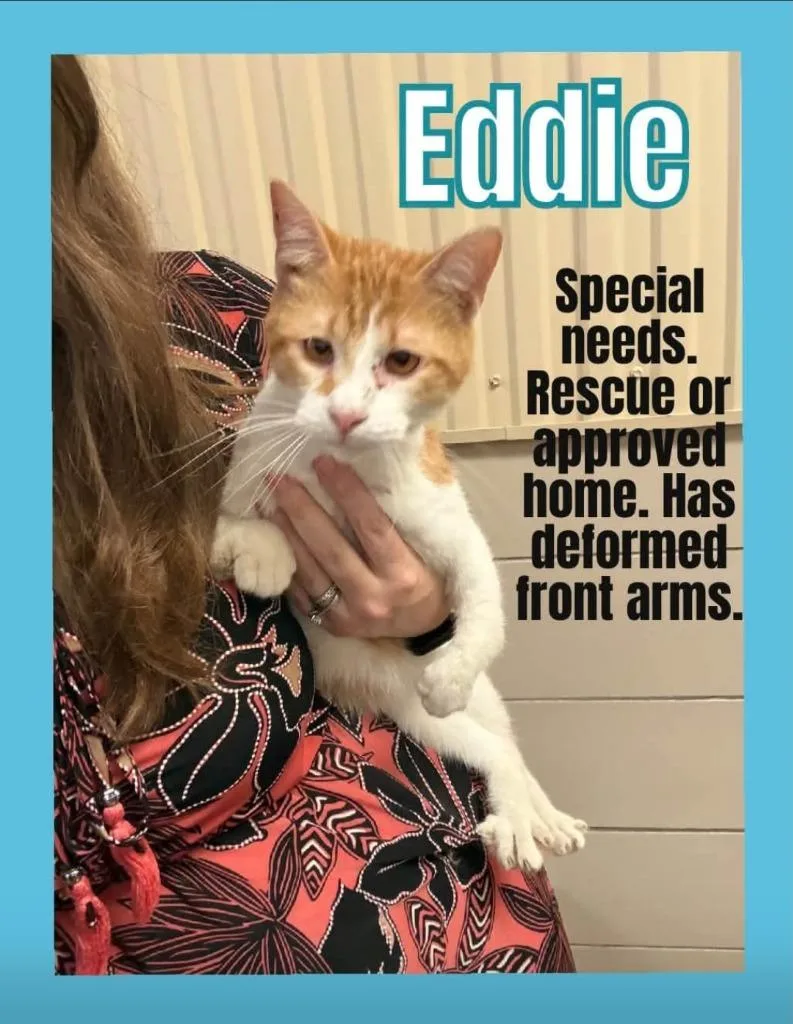 Eddy thumbnail 3