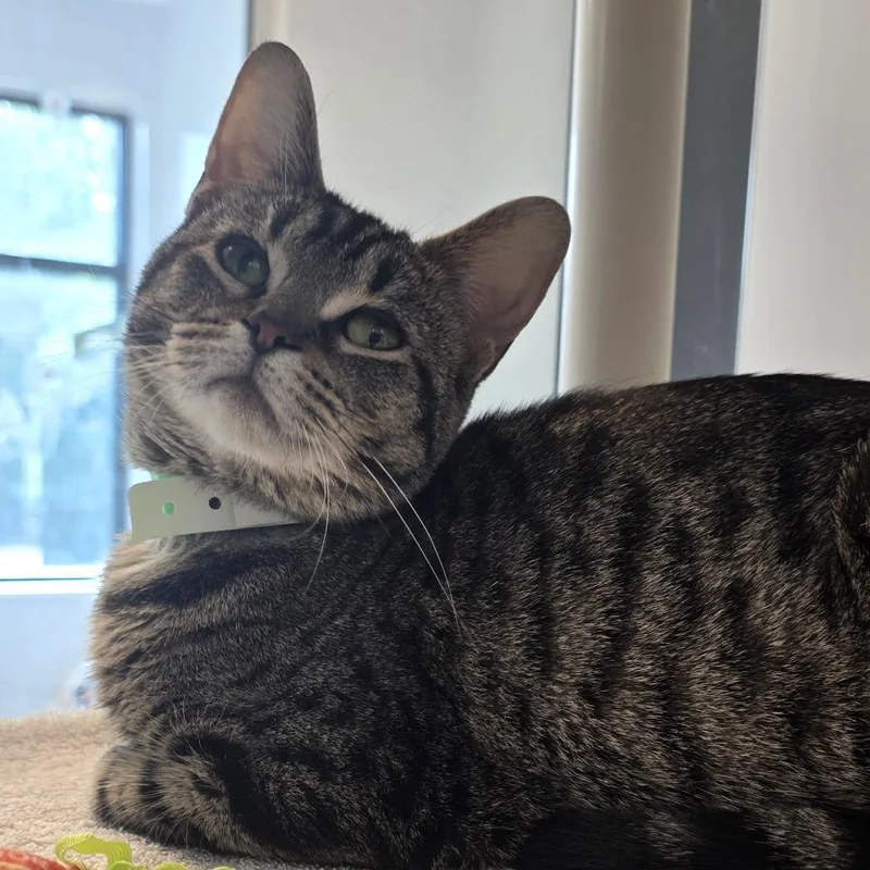 An adult medium-sized female Brown / Chocolate Domestic Short Hair cat named Dunphy for adoption in Fort Wayne, IN