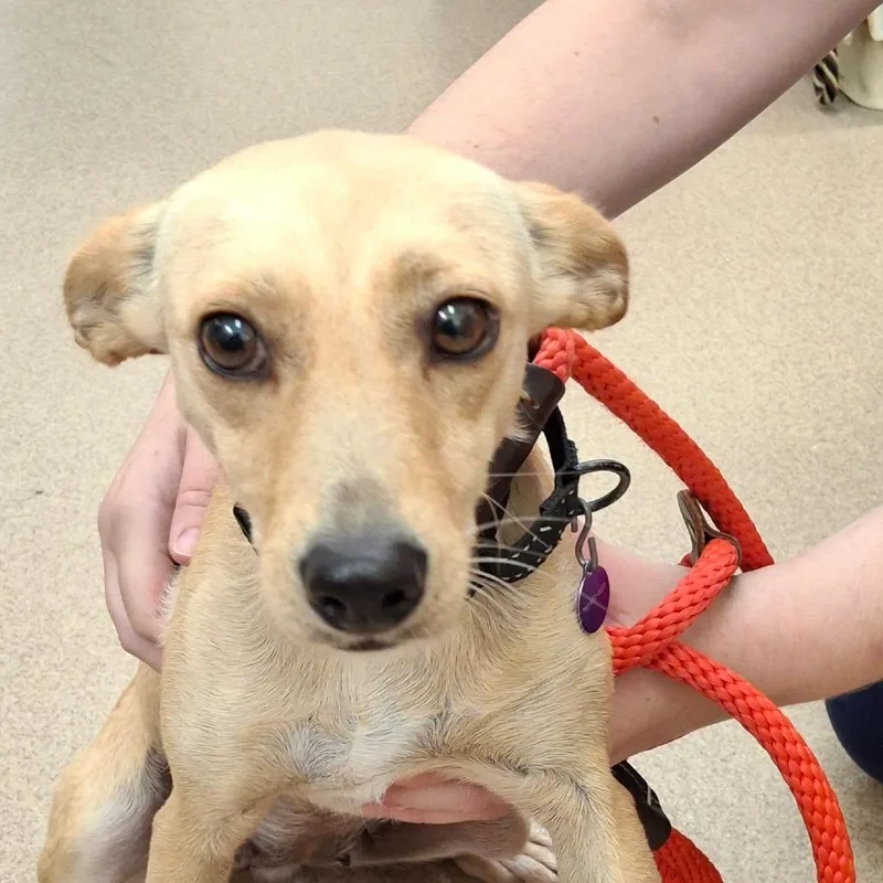 An adult small-sized female Chihuahua dog named Queen for adoption in Zanesville, OH