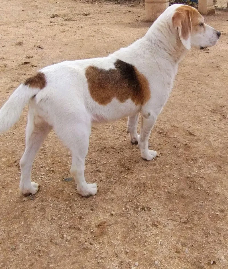 Money Pennyshe's A Bond