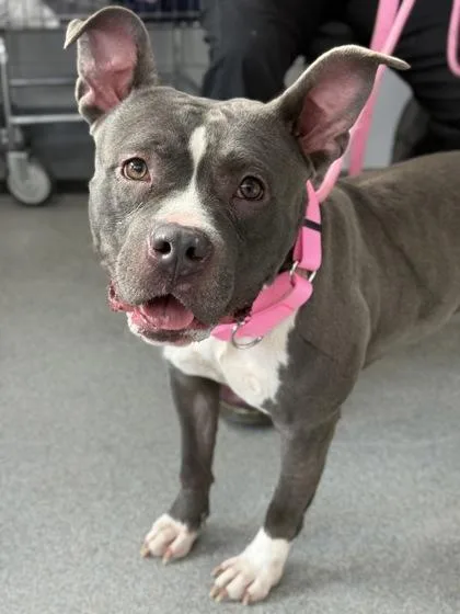 An adult medium-sized female Mixed Breed dog named Odessa for adoption in West Chester, PA