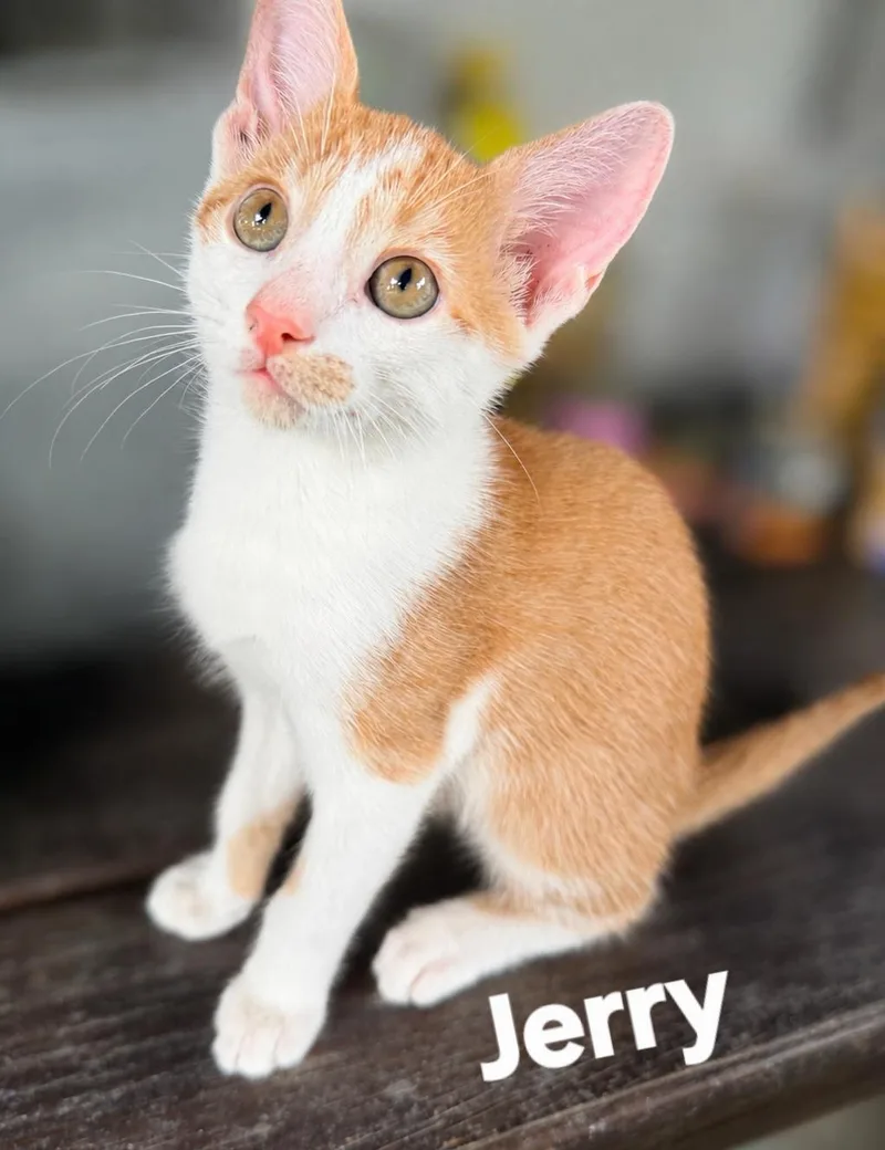 Jerry thumbnail 2