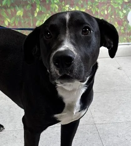 An adult large-sized male American Staffordshire Terrier dog named Lucky Ducky for adoption in San Antonio, TX