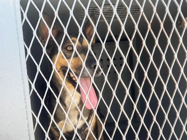 A young large-sized female German Shepherd Dog dog named Sheila for adoption in Downey, CA