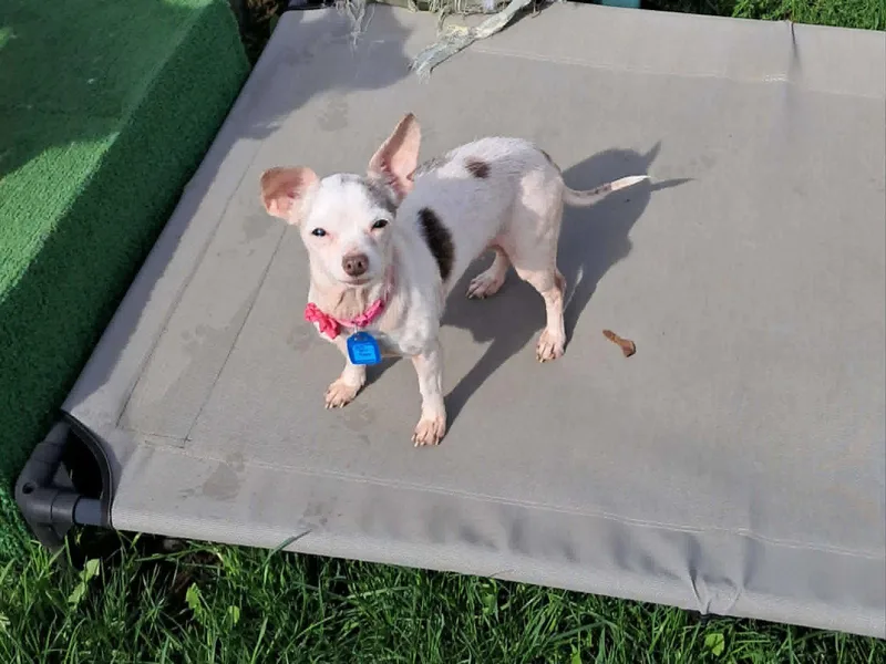 An adult small-sized female Chihuahua dog named Winnie for adoption in Mukwonago, WI