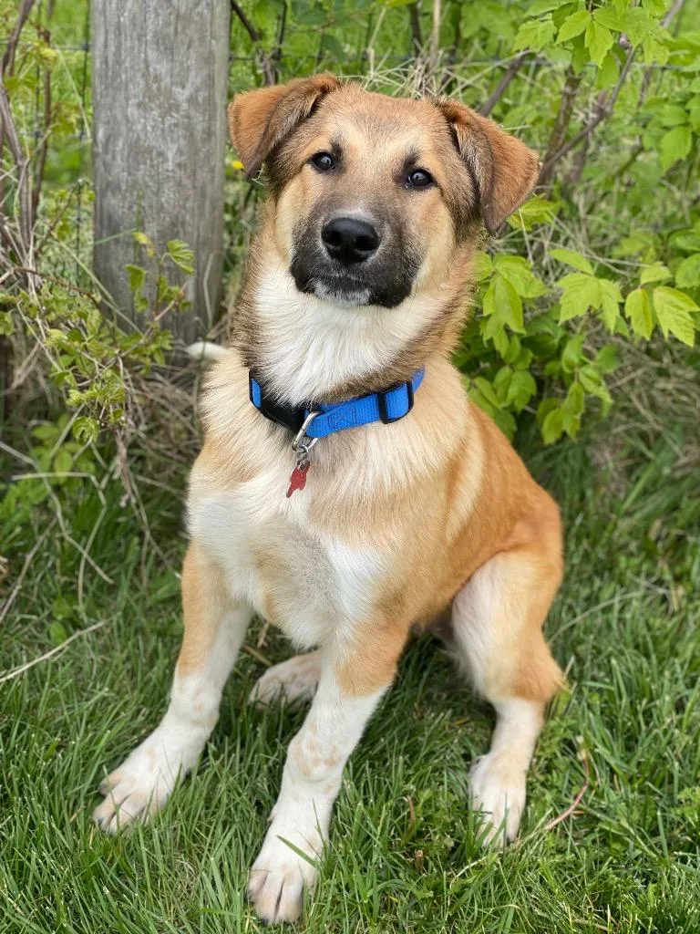 Frankie