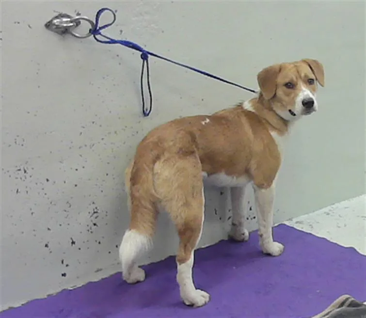 A young small-sized female Labrador Retriever dog named Melanie for adoption in Houston, TX