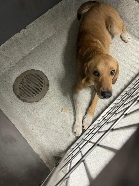 An adult large-sized male Labrador Retriever dog named Benjamin for adoption in Tallahassee, FL