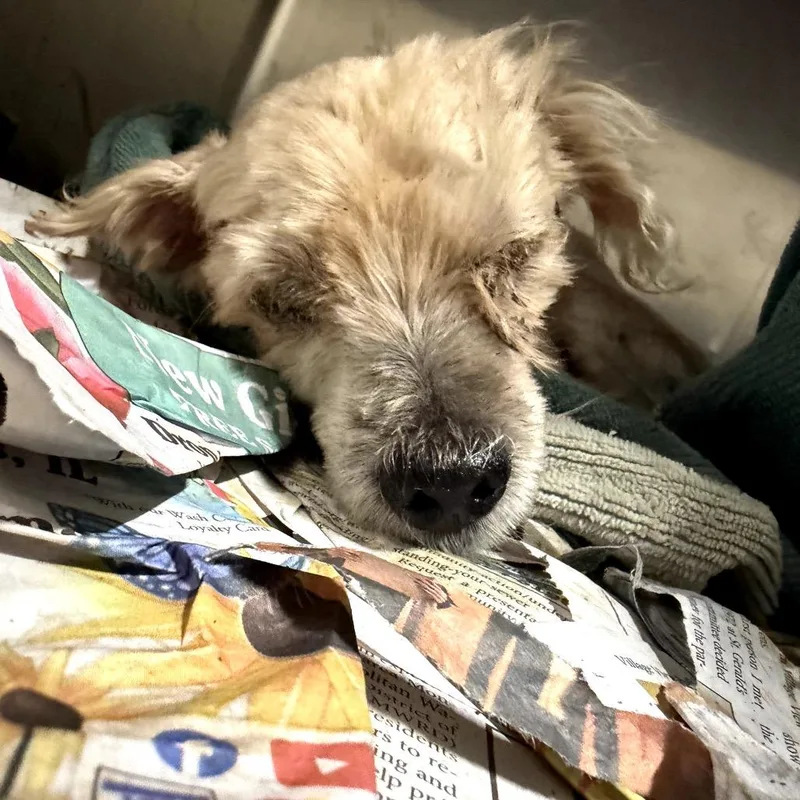 A senior small-sized male Lhasa Apso dog named Sir Rendolgor for adoption in Northbrook, IL