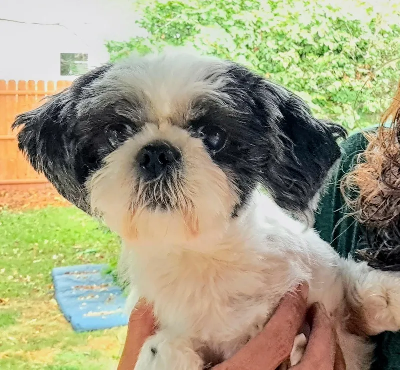 An adult small-sized female White / Cream Shih Tzu dog named Pawlene for adoption in Westfield, NY