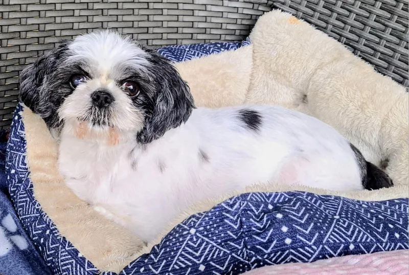 Pawlene thumbnail 4