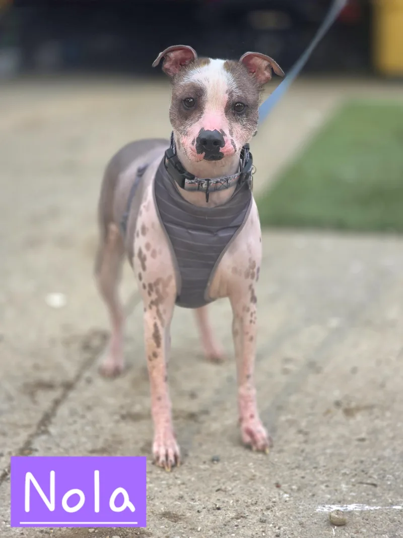 An adult medium-sized female Xoloitzcuintli / Mexican Hairless dog named Nola for adoption in Walthill, NE