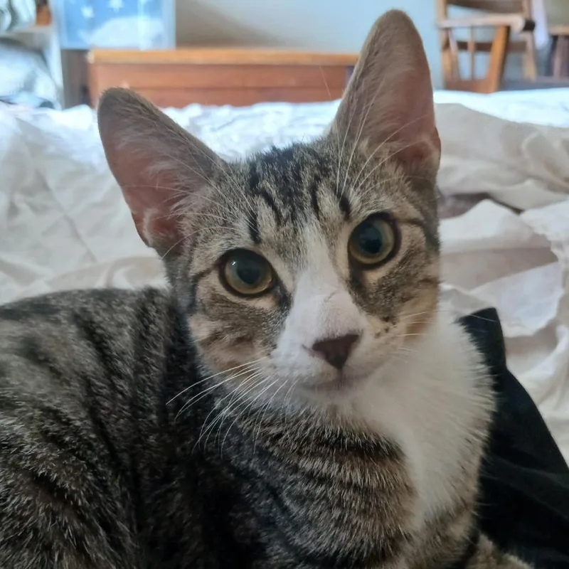 A baby medium-sized male Tabby (Brown / Chocolate) Domestic Short Hair cat named Bluejay for adoption in Groveland, MA