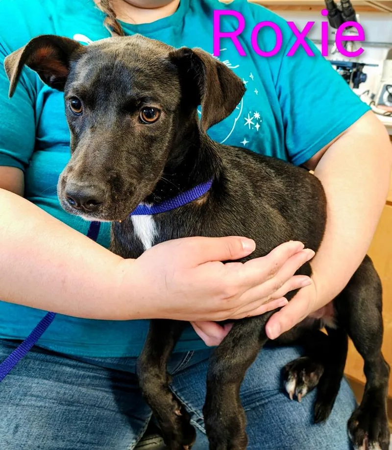 A baby medium-sized female Staffordshire Bull Terrier dog named Roxie for adoption in Mena, AR