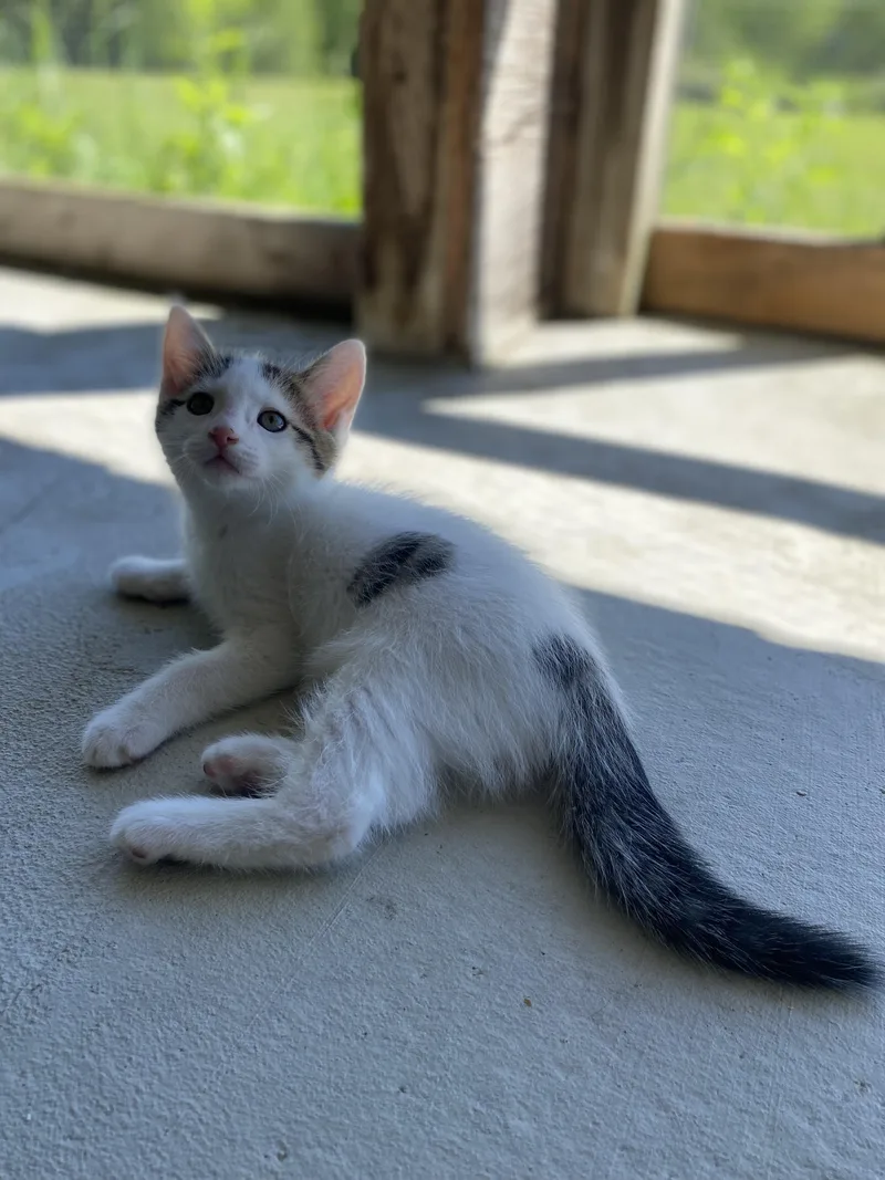 A baby medium-sized male White Domestic Short Hair cat named Beta for adoption in Dansville, NY