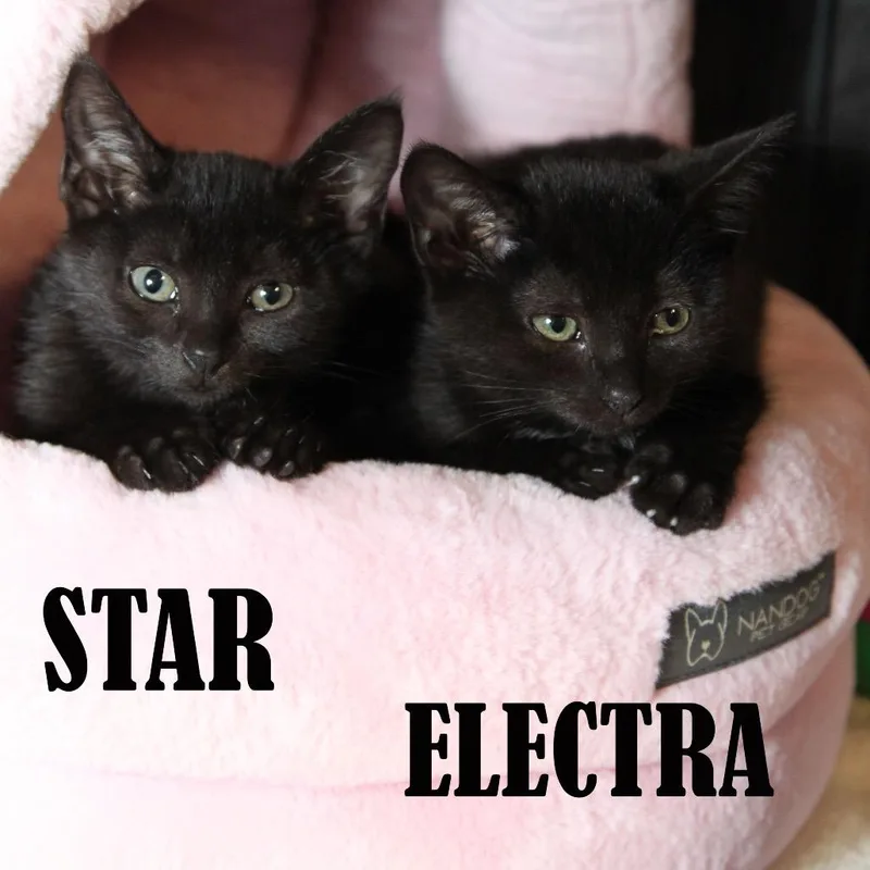 Electra