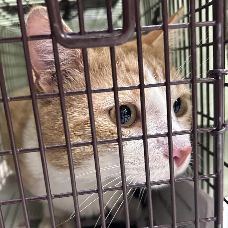 An adult large-sized male Orange / Red Domestic Short Hair cat named Papa G for adoption in Philadelphia, PA