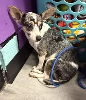 A young small-sized female Harlequin Chihuahua dog named Bebe for adoption in Tifton, GA