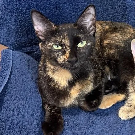 An adult medium-sized female Tortoiseshell Domestic Short Hair cat named Ember Sweet & for adoption in Austin, TX