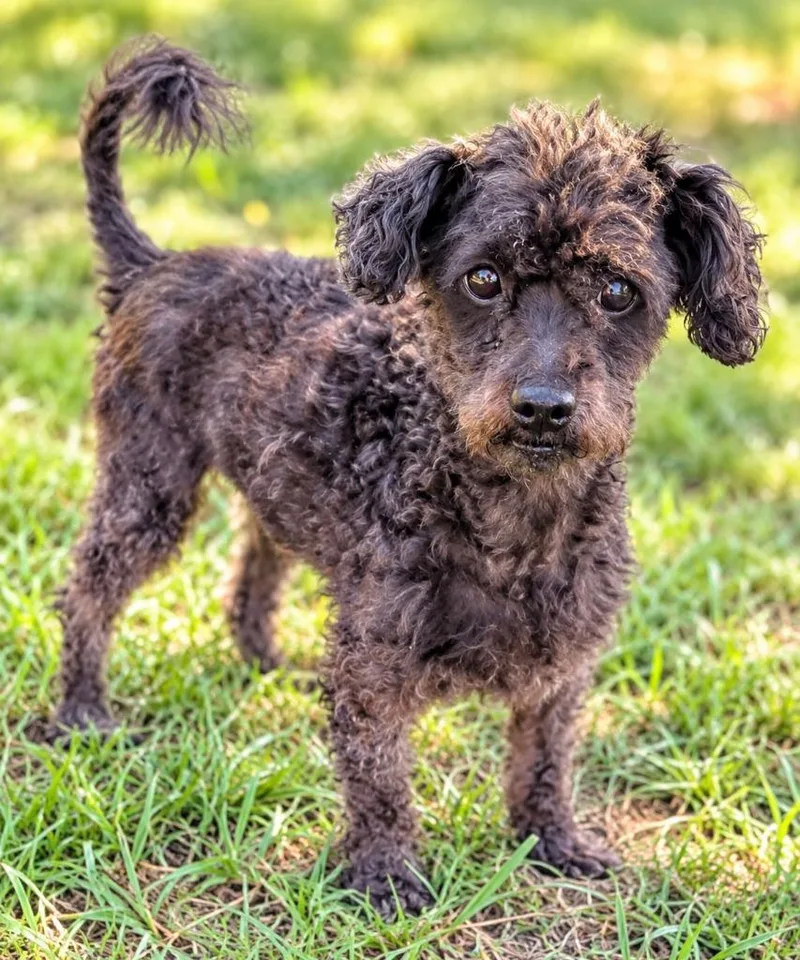 A senior large-sized male Poodle dog named Bindo for adoption in Hardeeville, SC