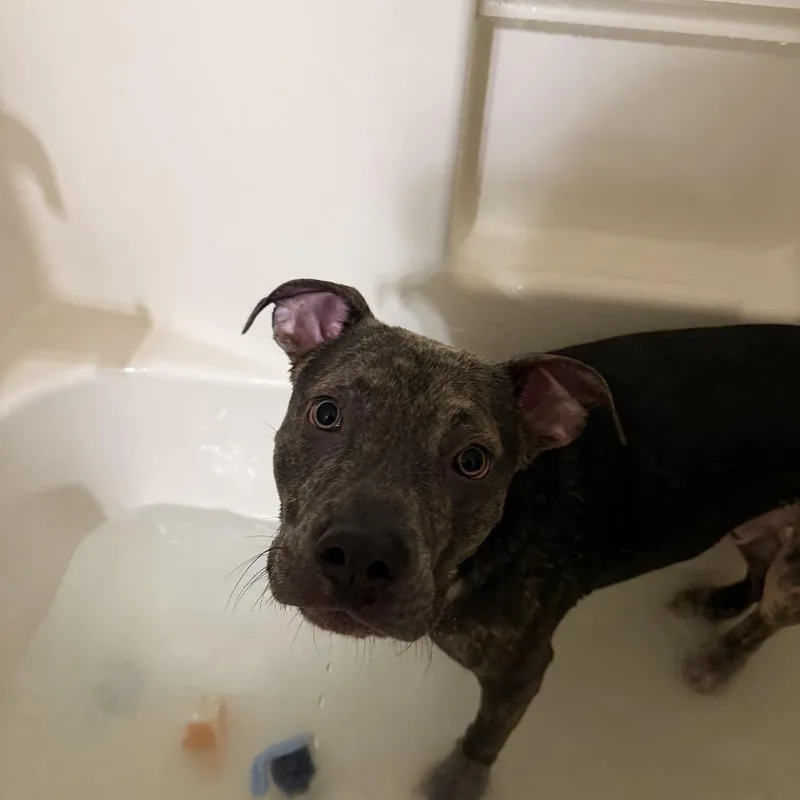 A young medium-sized male Gray / Blue / Silver Labrador Retriever dog named Chewy for adoption in Hope Mills, NC