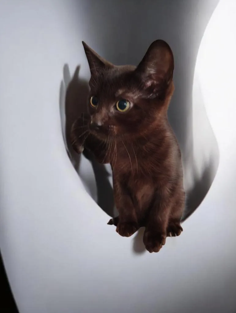 A baby medium-sized female Domestic Short Hair cat named Finley for adoption in Richland Hills, TX