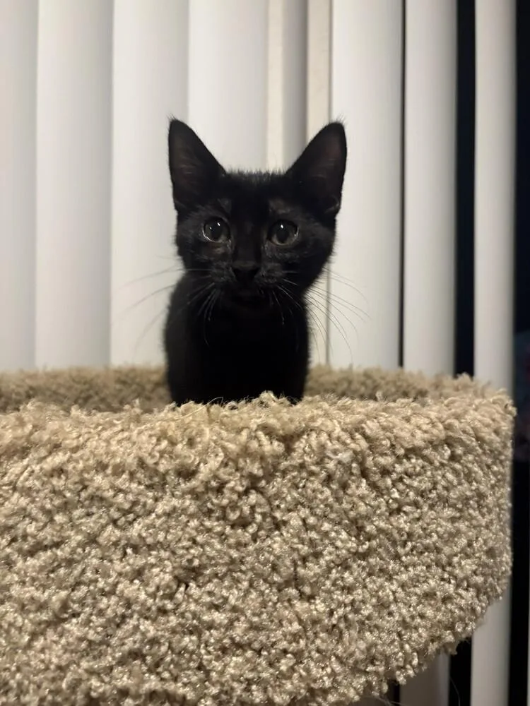 A baby small-sized female Domestic Short Hair cat named McKenzie for adoption in Aurora, CO