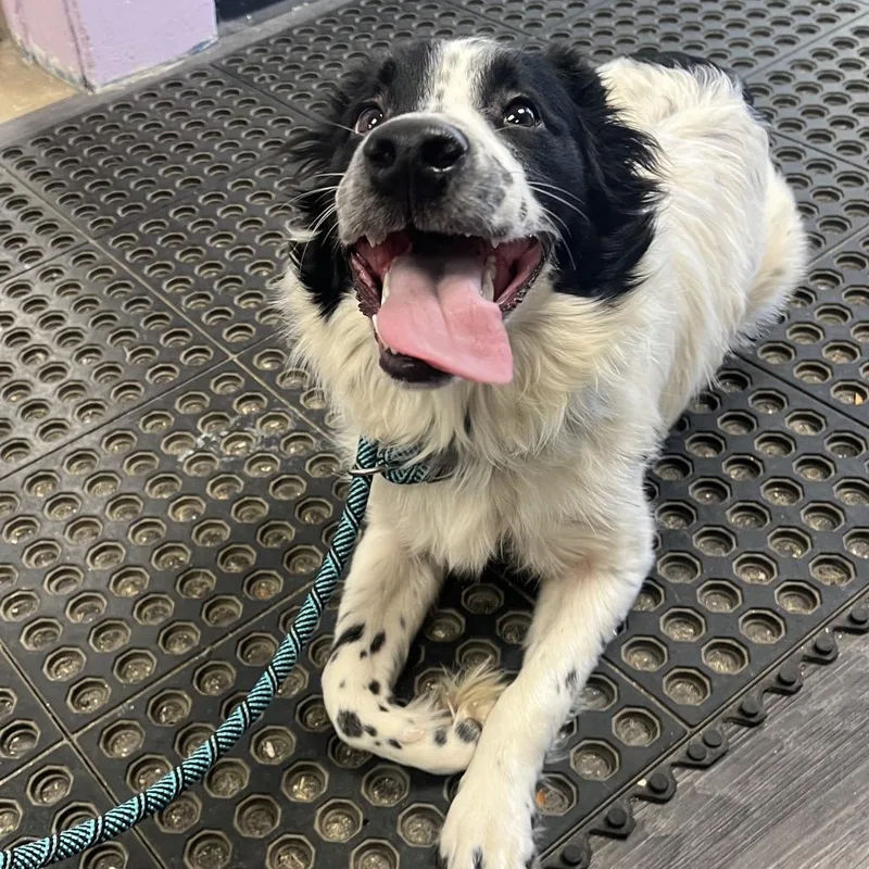 A young medium-sized male Mixed Breed dog named Limbo for adoption in Mentor, OH