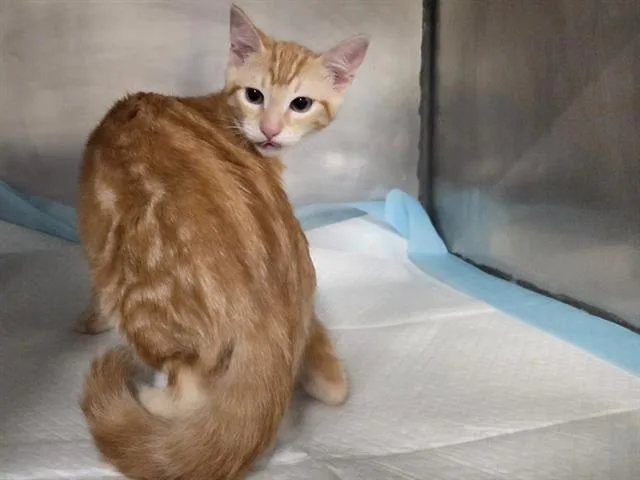 A baby medium-sized male Domestic Short Hair cat named Sawyer for adoption in Panama City, FL