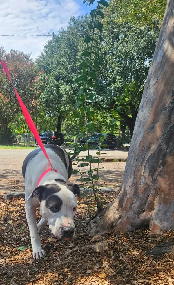 An adult extra large-sized male Pit Bull Terrier dog named Hank for adoption in Mobile, AL