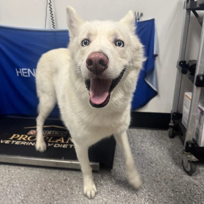 An adult large-sized male Husky dog named Max for adoption in Henderson, NV