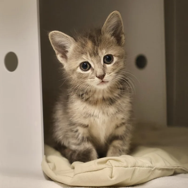 A baby small-sized female Tortoiseshell Domestic Short Hair cat named Gwen for adoption in Briarcliff Manor, NY