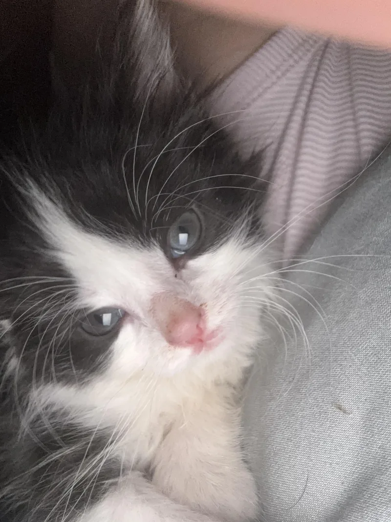 A baby medium-sized male Black & White / Tuxedo Domestic Short Hair cat named Biggie for adoption in Washington, MI