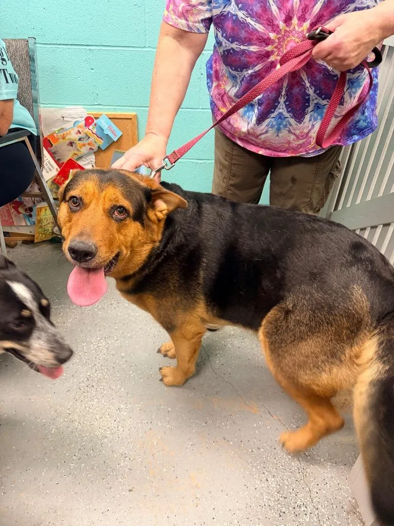 An adult medium-sized female Shepherd dog named Gypsy for adoption in Rockport, TX
