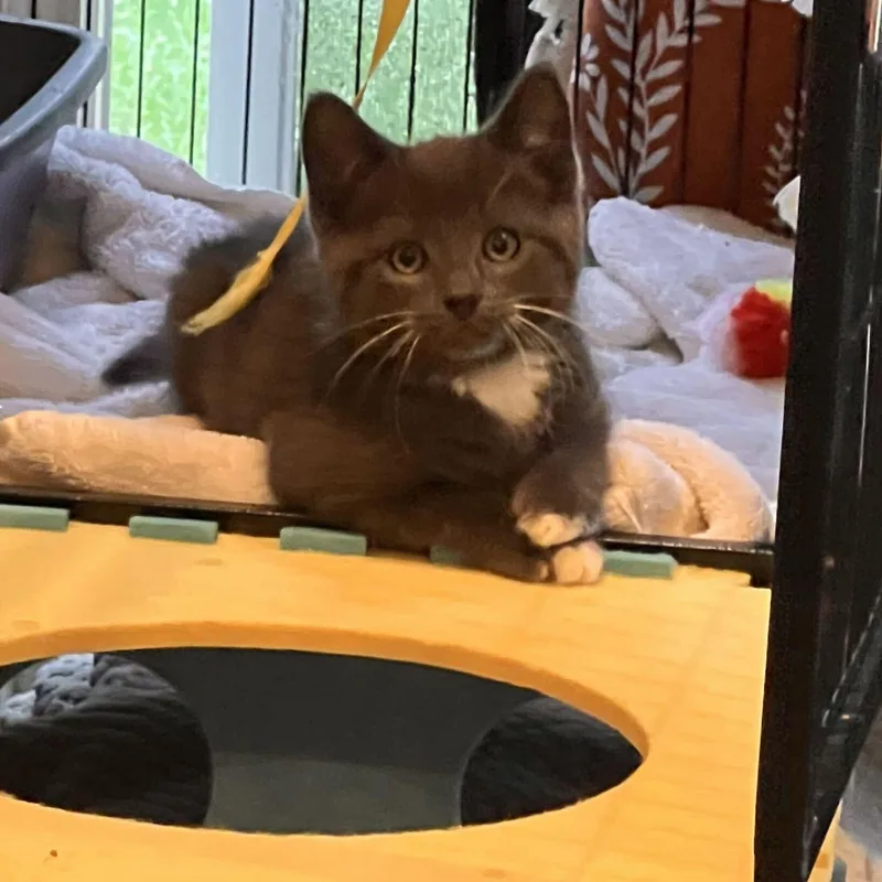 A baby medium-sized male Domestic Medium Hair cat named Berry for adoption in Washington, MI