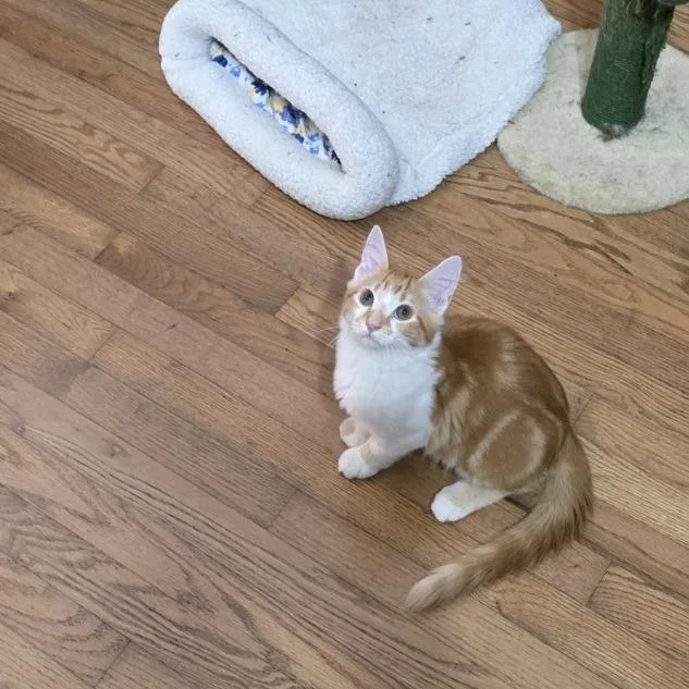 A baby small-sized male Orange / Red Domestic Medium Hair cat named Courtesy Listing Comet for adoption in Tuscaloosa, AL