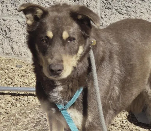 An adult medium-sized male Husky dog named Pirate for adoption in Albuquerque, NM