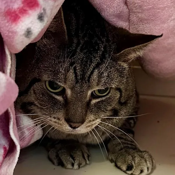 An adult large-sized male Domestic Short Hair cat named Dust for adoption in Walnut Creek, CA