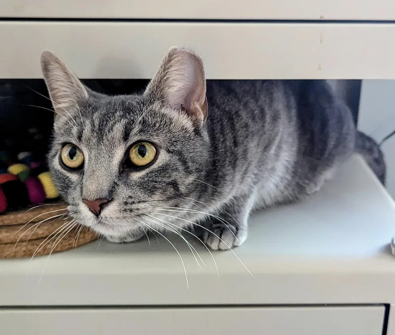 Cassidy Cedar thumbnail 2