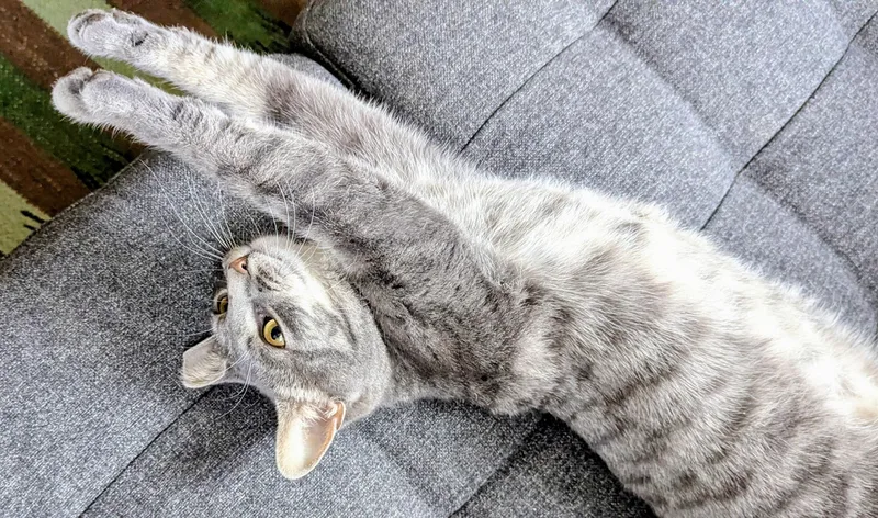 Cassidy Cedar thumbnail 3