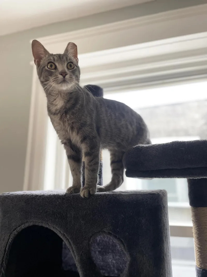 Cassidy Cedar thumbnail 4