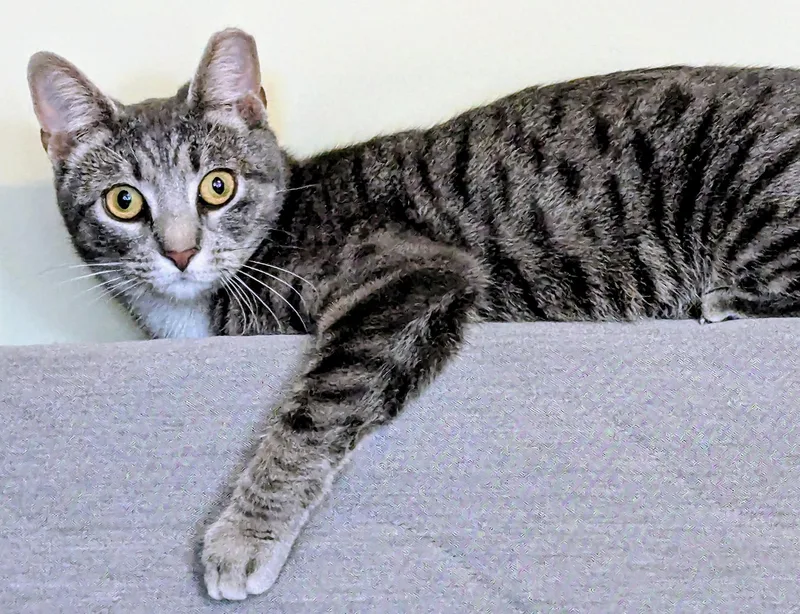 Cassidy Cedar thumbnail 5