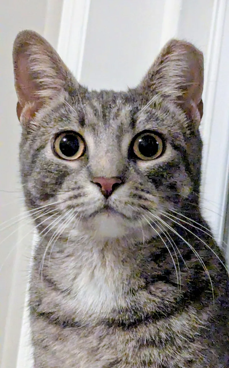 Cassidy Cedar thumbnail 6