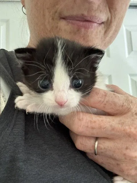 A young medium-sized female Black & White / Tuxedo Domestic Short Hair cat named Holstein for adoption in Aurora, CO
