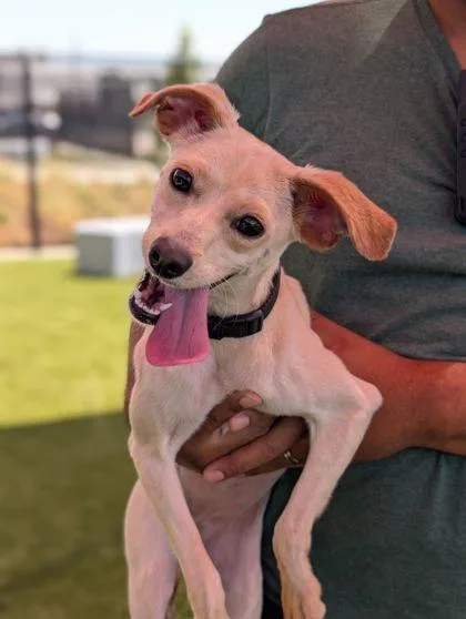 An adult small-sized female Chihuahua dog named Chanel for adoption in Mansfield, TX