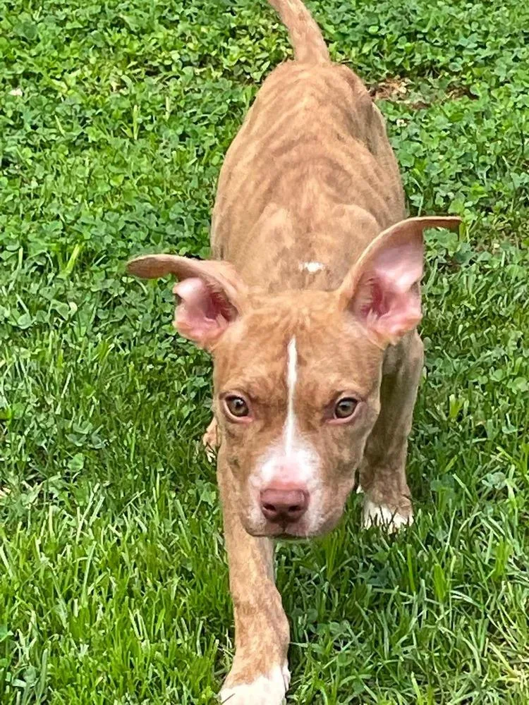 A baby medium-sized female Pit Bull Terrier dog named Louise for adoption in Wenonah, NJ